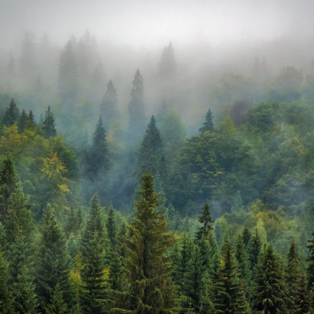 Icon representing social impact initiatives