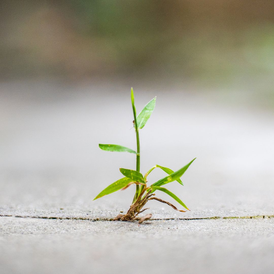 Icon representing social impact initiatives